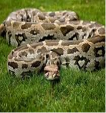 Python snake on grass