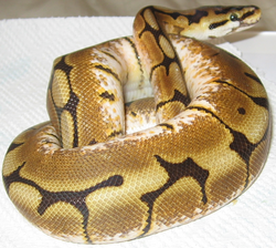 Python snakes