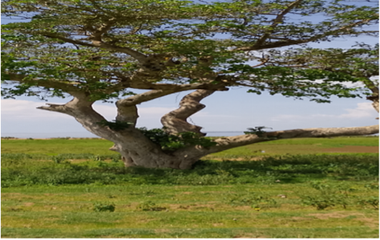 A fig tree in Ukara Island, believed to be a gathering place for witches