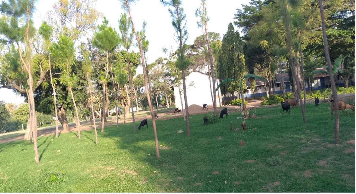 Trees planted by the Catholic Church at Nyamanga village, Ukara Island