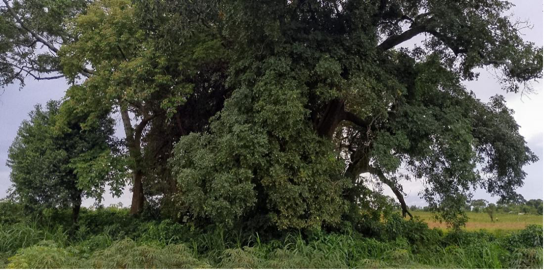 Traditional woodlot at Nyamanga village, Ukara